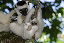 Young Verreaux's Sifaka (Propithecus verreauxi), Nahampoana reserve, South Madagascar