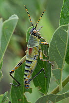 Elegant grasshopper {Zonocerus elegans} during the rainy season, Kalahari desert, South Africa