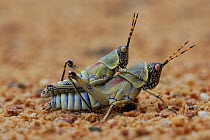 Elegant grasshoppers {Zonocerus elegans} mating during the rainy season, Kalahari desert, South Africa
