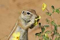 Cape ground squirrel (Xerus inauris) feeding on flowers during the rainy season, Kgalagadi Transfrontier Park, Kalahari desert, South Africa