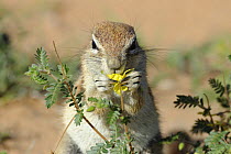 Cape ground squirrel (Xerus inauris) feeding on flowers during the rainy season, Kgalagadi Transfrontier Park, Kalahari desert, South Africa