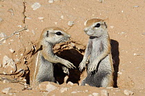 Two young Cape ground squirrels (Xerus inauris) at burrow entrance, Kgalagadi Transfrontier Park, Kalahari desert, South Africa