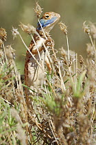 Blue headed ground agama (Agama aculeata) standing up on hind legs, Kgalagadi Transfrontier Park, Kalahari desert, South Africa