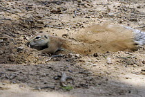 Cape ground squirrel cooling off under sand (Xerus inauris), Kgalagadi Transfrontier Park, Kalahari desert, South Africa