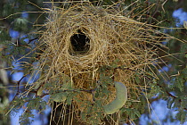 White-browed Sparrow-Weaver nest (Plocepasser mahali) Kgalagadi Transfrontier Park, Kalahari desert, South Africa