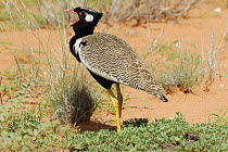 Male Black bustard / Southern Black Korhaan (Afrotis afra) calling, Kgalagadi Transfrontier Park, Kalahari desert, South Africa
