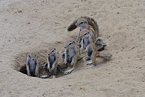 Cape ground squirrel (Xerus inauris) family at burrow entrance, Kgalagadi Transfrontier Park, Kalahari desert, South Africa