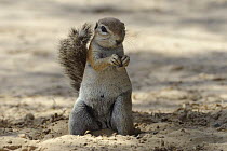 Cape ground squirrel (Xerus inauris), Kgalagadi Transfrontier Park, Kalahari desert, South Africa