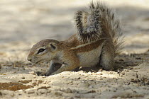 Cape ground squirrel (Xerus inauris), Kgalagadi Transfrontier Park, Kalahari desert, South Africa