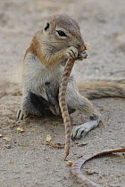 Cape ground squirrel (Xerus inauris) feeding on thorn pod, Kgalagadi Transfrontier Park, Kalahari desert, South Africa