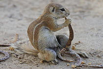 Cape ground squirrel (Xerus inauris) feeding on thorn pod, Kgalagadi Transfrontier Park, Kalahari desert, South Africa