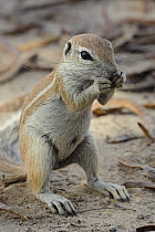 Cape ground squirrel (Xerus inauris) feeding, Kgalagadi Transfrontier Park, Kalahari desert, South Africa
