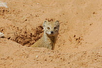 Yellow mongoose (Cynictis penicillata) emerging from burrow, Kgalagadi Transfrontier Park, Kalahari desert, South Africa
