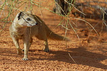 Yellow mongoose (Cynictis penicillata), Kgalagadi Transfrontier Park, Kalahari desert, South Africa