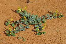 Plants with flowers growing on the sand during the rainy season, Kgalagadi Transfrontier Park, Kalahari desert, South Africa
