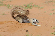 Cape ground squirrel (Xerus inauris) digging a burrow to cool off under sand, Kgalagadi Transfrontier Park, Kalahari desert, South Africa