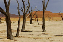 Petrified trees in Deadvlei, Namib Naukluft NP, Namib desert, Namibia