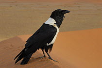 Pied crow {Corvus albus} in the Sossusvlei dunes, Namib Naukluft NP, Namib desert, Namibia