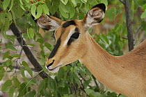 Black faced impala (Aepyceros melampus petersi) feeding in mopane forest, Etosha NP, Namibia