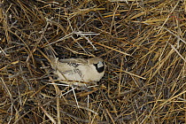 Sociable weaver (Philetairus socius) in nest, Etosha National Park, Namibia
