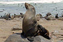 Cape / African Fur Seal (Arctocephalus pusillus) on rock, Cape Cross Seal Reserve, Namibia