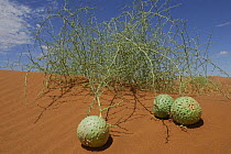 Nara melons (Acanthosicyos horrida) on sand dune, Namib Naukluft NP, Namib desert, Namibia