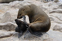 Female African / Cape Fur Seal (Arctocephalus pusillus) with baby, Cape Cross Seal Reserve, Namibia