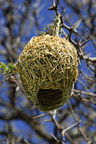 African / Southern masked weaver nest (Ploceus velatus), Kgalagadi Transfrontier Park, Kalahari desert, South Africa