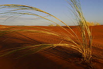 {Stipagrostis sabulicola} grass on a sand dune, Namib Naukluft NP, Namib desert, Namibia
