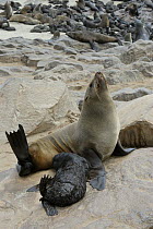 African / Cape Fur Seal (Aractocephalus pusillus), female suckling baby, Cape Cross Seal Reserve, Namibia