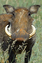Warthog (Phacochoerus aethiopicus), Kalahari desert, South Africa