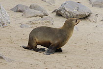 African / Cape Fur Seal (Aractocephalus pusillus) walking across beach on flippers, Cape Cross Seal Reserve, Namibia