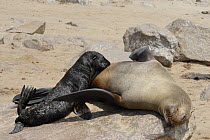 African / Cape Fur Seal (Aractocephalus pusillus), female with baby suckling, Cape Cross Seal Reserve, Namibia