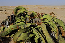 Male Welwitschia plant (Welwitchia mirabilis), Namib Naukluft NP, Namib desert, Namibia
