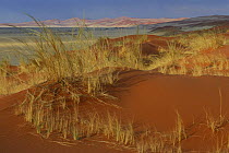 Sesriem plain, view from Elim Dune, Namib Naukluft NP, Namib desert, Namibia