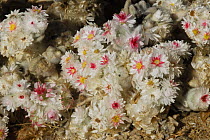 South African Edelweiss blooming after heavy rain (Helichrysum roseo-niveum), Namib desert, Namibia