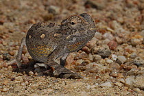 Desert chameleon (Chamaeleo namaquensis), Namib desert, Namibia
