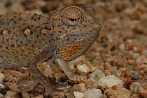 Desert chameleon (Chamaeleo namaquensis), Namib desert, Namibia