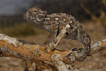 Desert chameleon (Chamaeleo namaquensis) on branch, Namib desert, Namibia