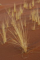 Scarce vegetation on the sand dunes, Namib Naukluft NP, Namib desert, Namibia