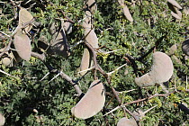 Camel thorn pods {Vachellia erioloba} Kalahari desert, South Africa