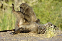 Two Chacma baboons (Papio ursinus) grooming, Augrabies NP, Kalahari desert, South Africa