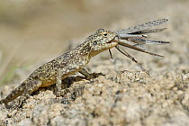 Blue headed ground agama (Agama agama aculeata) with grasshopper prey, Augrabies NP, Kalahari desert, South Africa