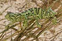Flap Necked Chameleon (Chamaeleo dilepis) climbing on grasses, Kalahari desert, South Africa