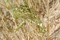 Flap Necked Chameleon (Chamaeleo dilepis) climbing through grass stems, Kalahari desert, South Africa