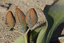 Female Welwitschia (Welwitchia mirabilis) cones, Namib Naukluft NP, Namib desert, Namibia