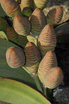 Female Welwitschia (Welwitchia mirabilis) cones, Namib Naukluft NP, Namib desert, Namibia