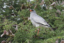 Southern Pale Chanting Goshawk (Melierax canorus) perched in tree among seed pods, Kgalagadi Transfrontier Park, Kalahari desert, South Africa