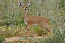 Steenbok (Raphicerus campestris), Kgalagadi Transfrontier Park, Kalahari desert, South Africa