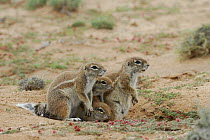 Cape ground squirrel (Xerus inauris) family, Kgalagadi Transfrontier Park, Kalahari desert, South Africa